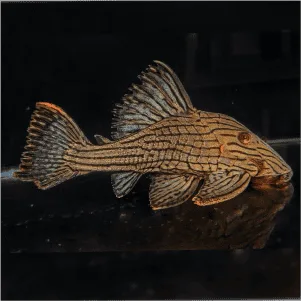 Panaque Titan, pez de acuario de agua dulce.