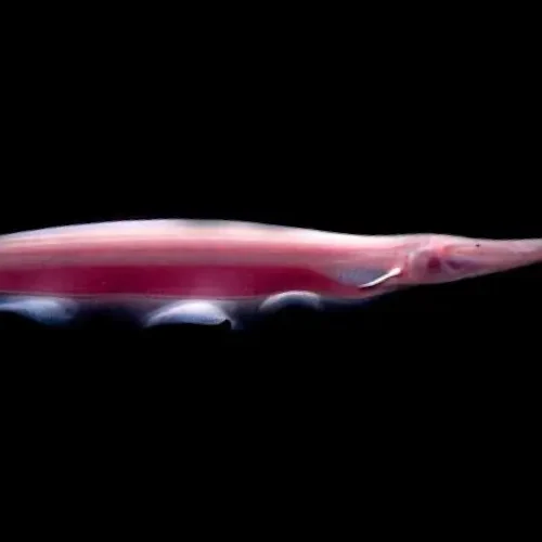 Knife Fish White