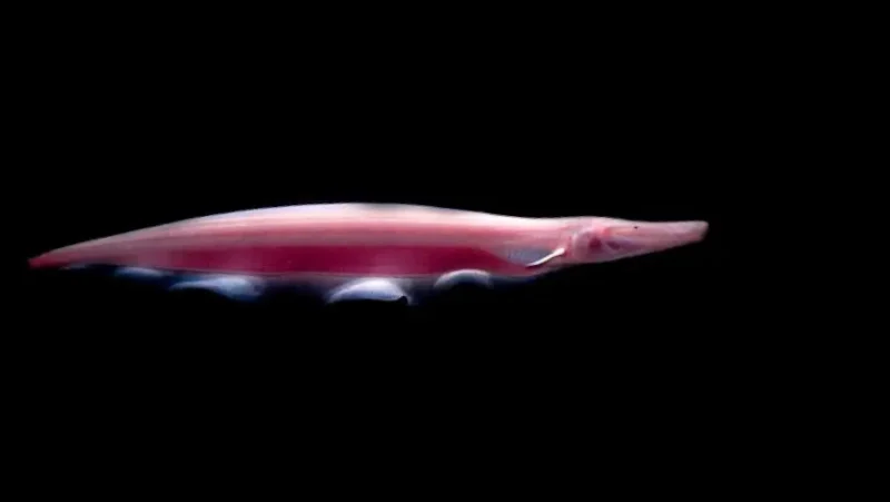 Knife Fish White