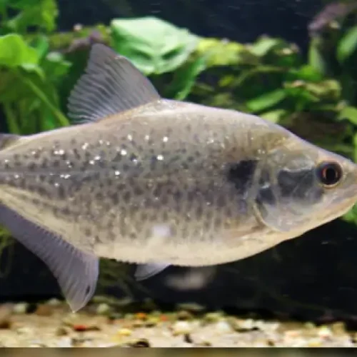Piraña Elongatus