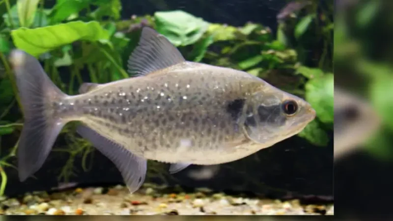 Piraña Elongatus
