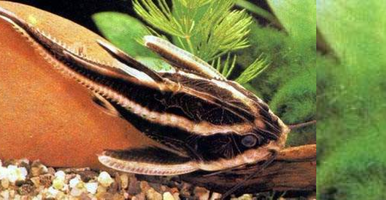 Dolphin catfish