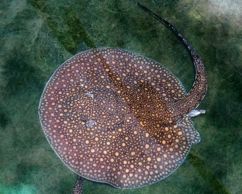 Stingray Otorongo
