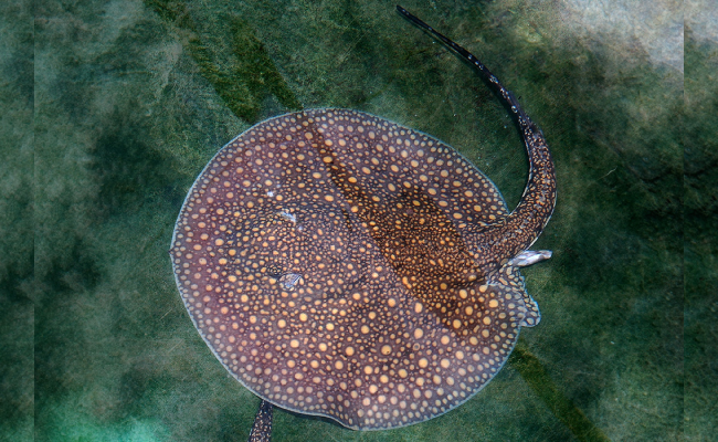 Stingray Otorongo