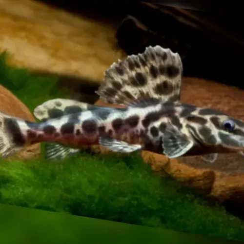 Achara Catfish