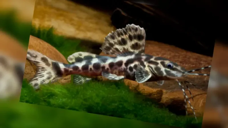 Achara Catfish