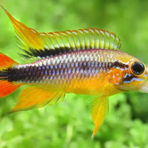 Agassizi's Dwarf Cichlid