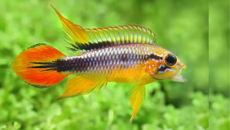Agassizi's Dwarf Cichlid