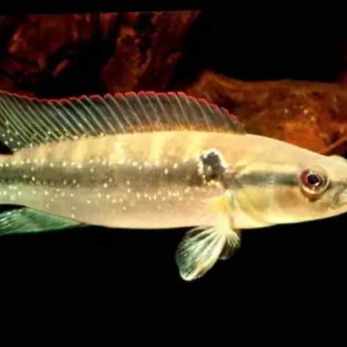 Anashua Anthurus Red
