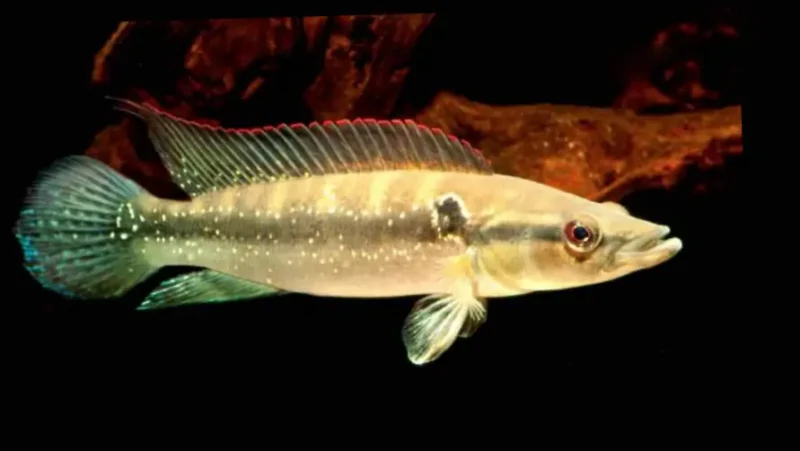 Anashua Anthurus Red