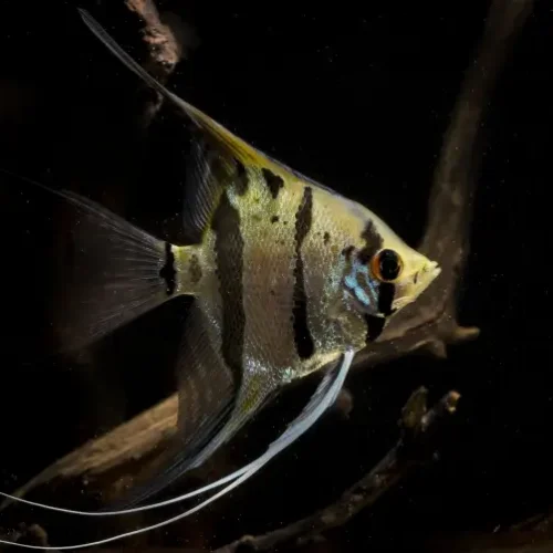 Angel Fish