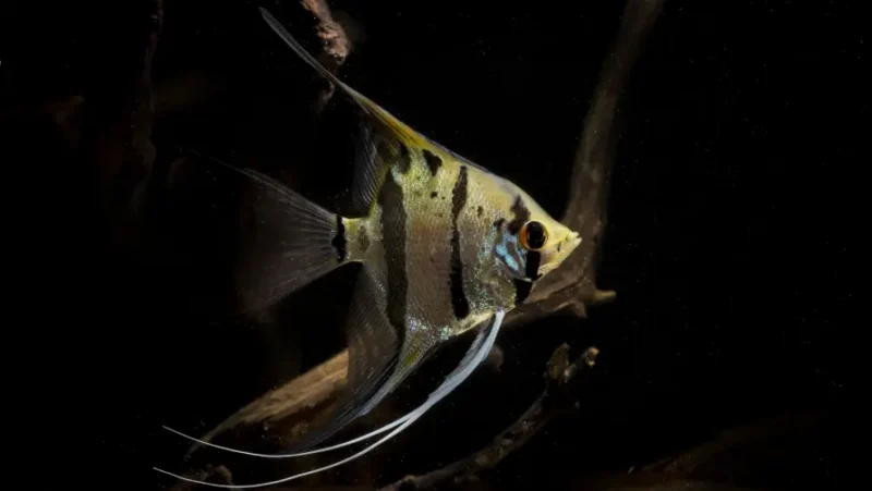 Angel Fish