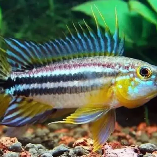 Apistograma Bitaeniata Common