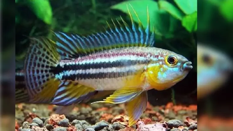 Apistograma Bitaeniata Common