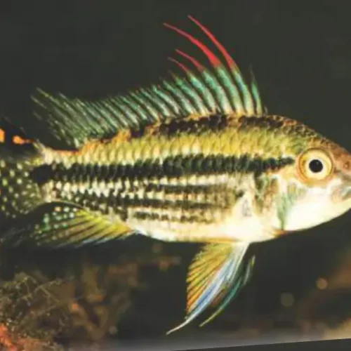 Apistograma Cacatuoide