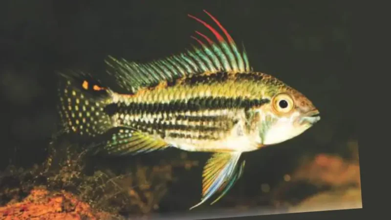 Apistograma Cacatuoide