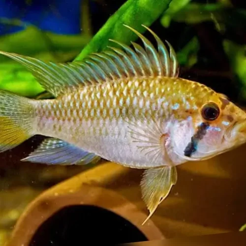 Apistograma Glaser