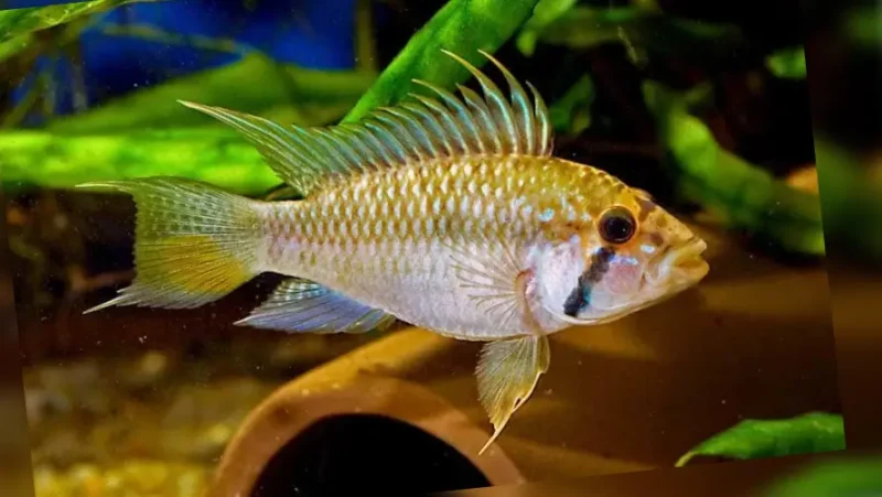 Apistograma Glaser
