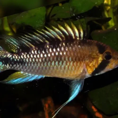 Apistogramma Arlequin