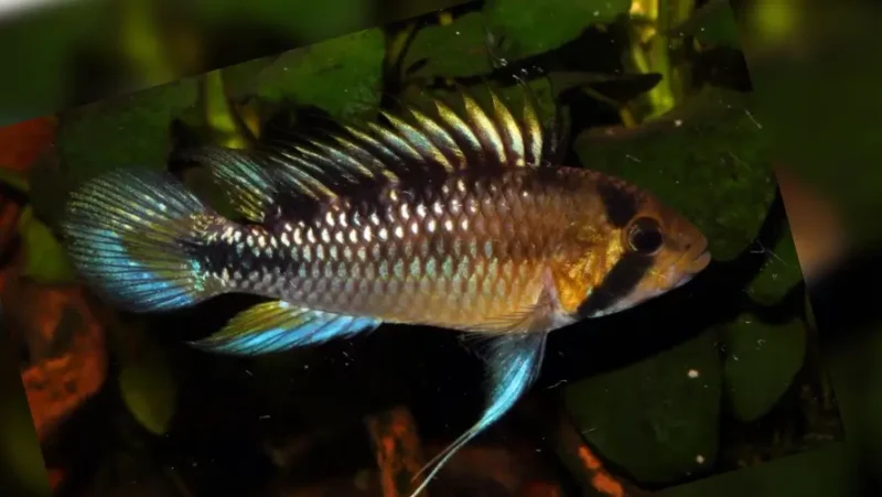 Apistogramma Arlequin