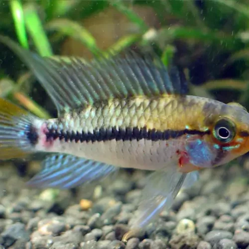Apistogramma Eunotus