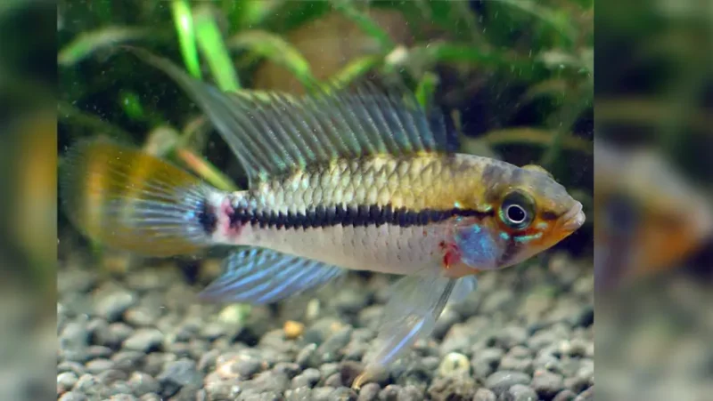 Apistogramma Eunotus