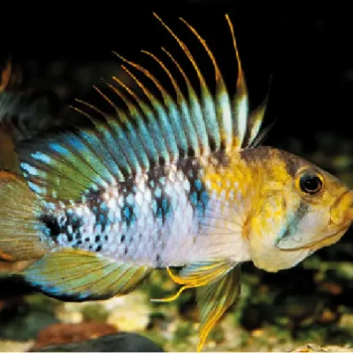 Apistogramma Inca