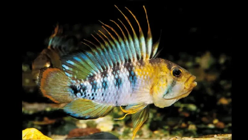 Apistogramma Inca