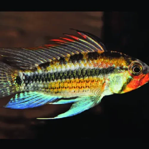 Apistogramma Juruensi