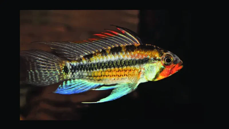 Apistogramma Juruensi