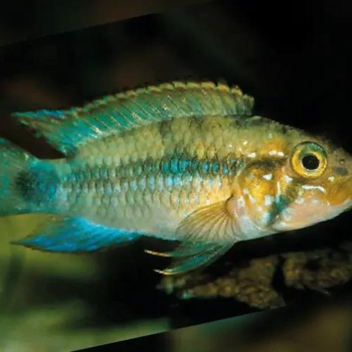 Apistogramma Mortentaler
