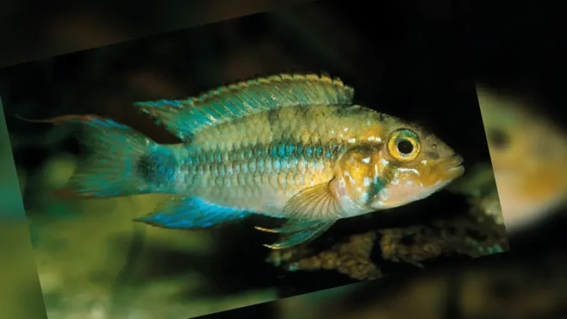 Apistogramma Mortentaler