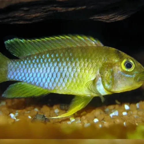 Apistogramma Nijsseni