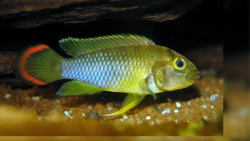 Apistogramma Nijsseni