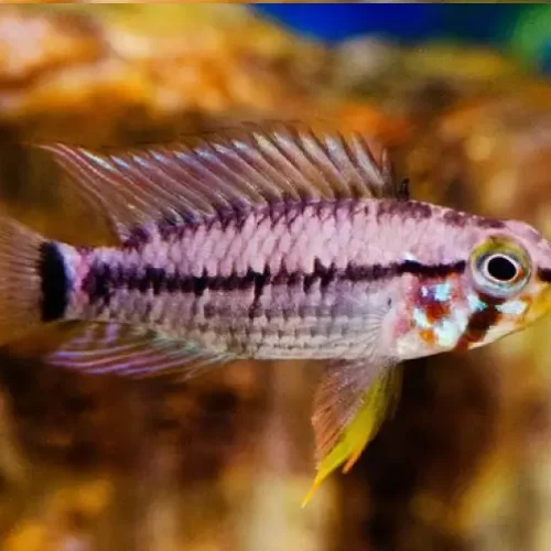 Apistogramma Painted Face