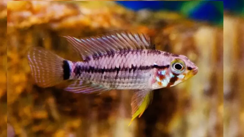 Apistogramma Painted Face