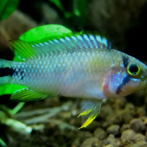 Apistogramma Pandurini