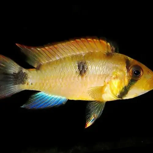Apistogramma Payaminonis