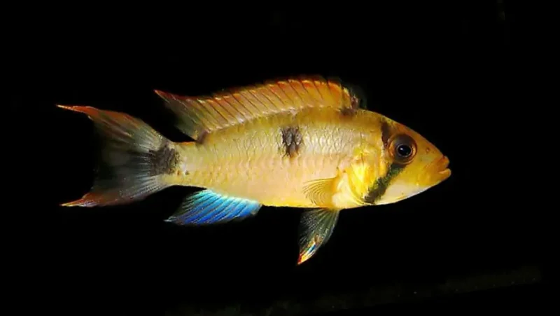 Apistogramma Payaminonis