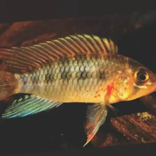 Apistogramma Rotterpunkt