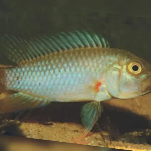 Apistogramma Wolli