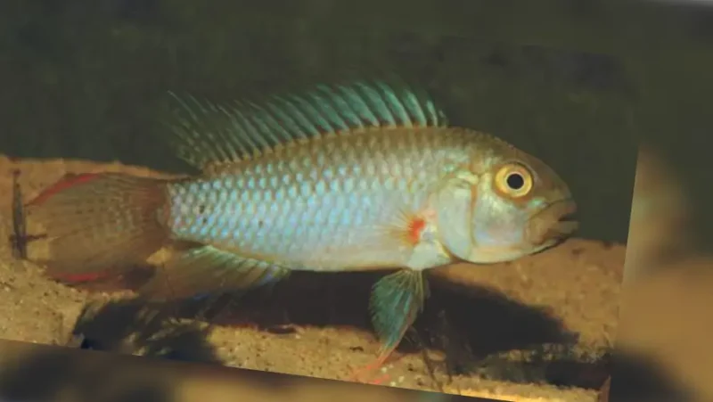 Apistogramma Wolli