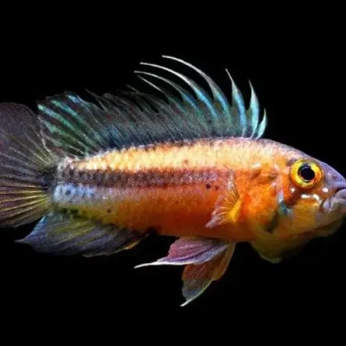 Apistogramma atahualpa