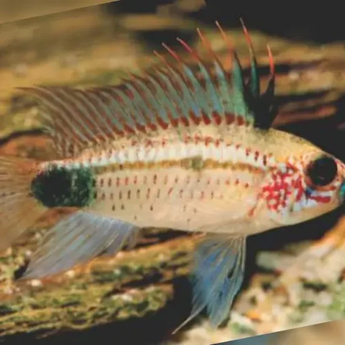 Apistogramma Diamante