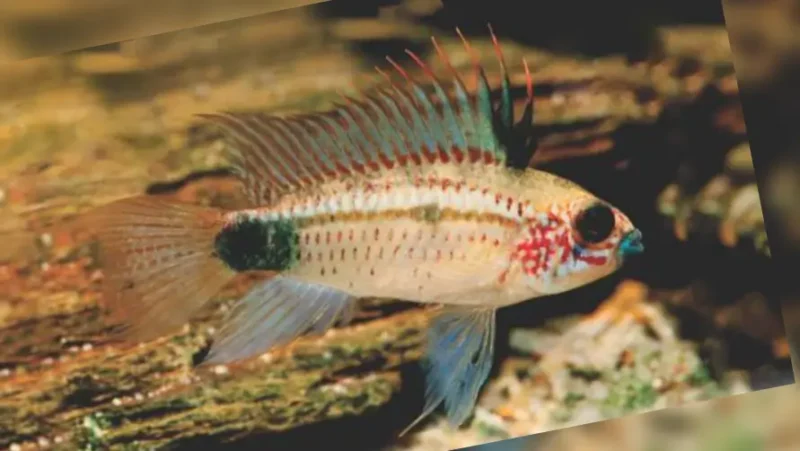 Apistogramma Diamante