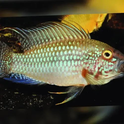 Apistogramma sp. “Diamante”