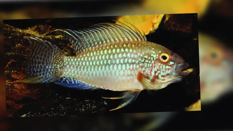 Apistogramma sp. “Diamante”