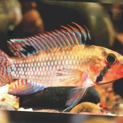 Norbert's Dwarf Cichlid