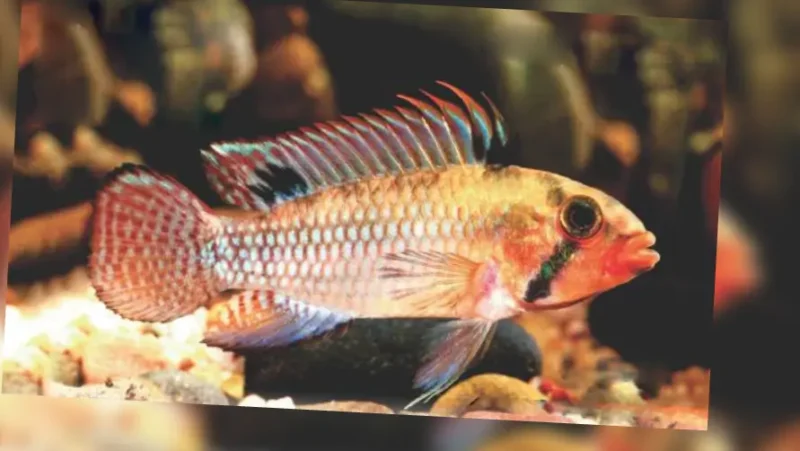 Norbert's Dwarf Cichlid