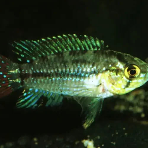 Apistogrammoides Pucallpensis